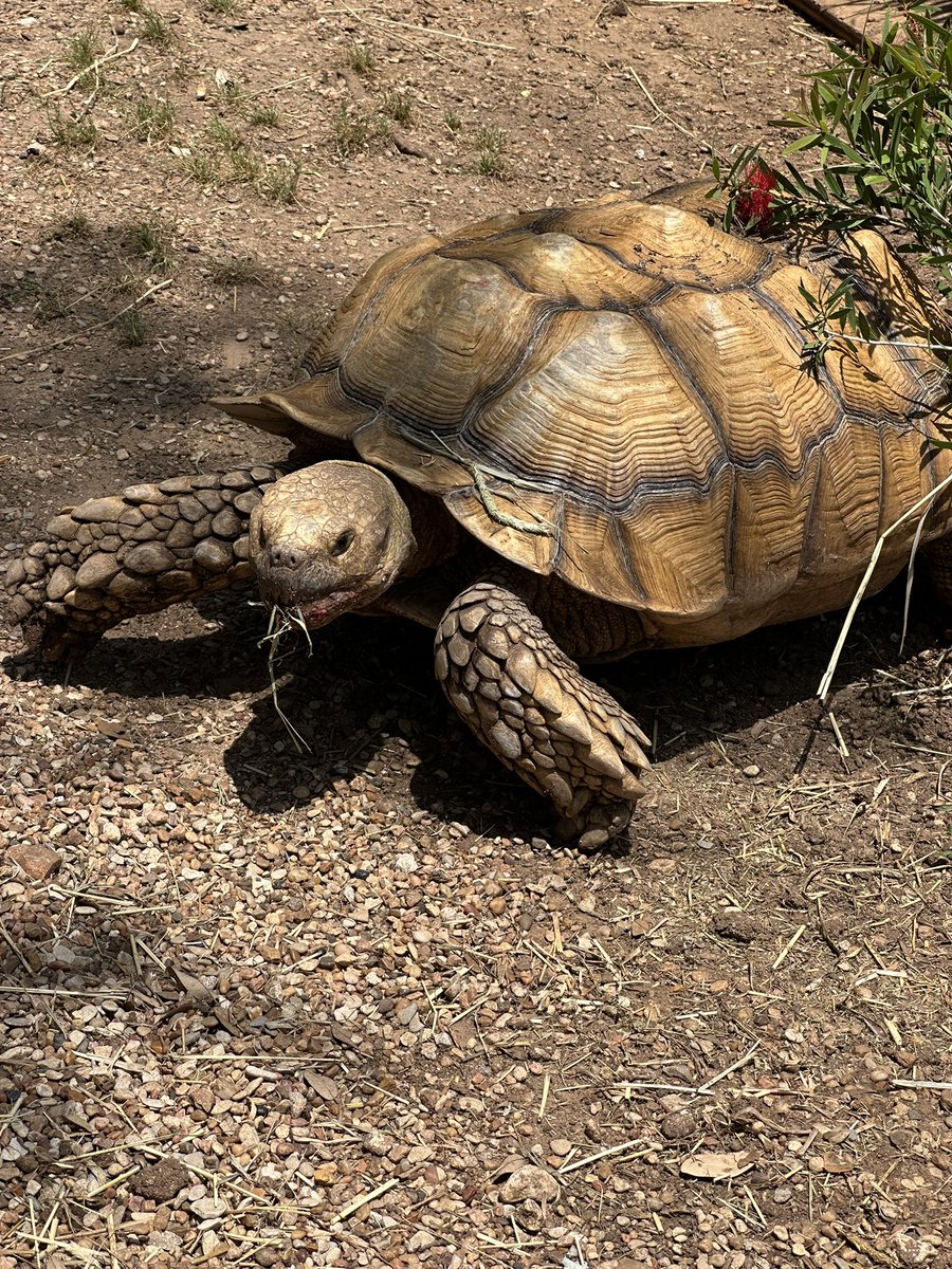 Lowkey forgot this app existed but maybe should start posting again, have some tortoise pics from last week