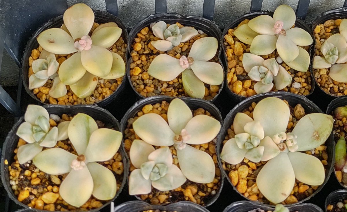 ティチュバンス錦