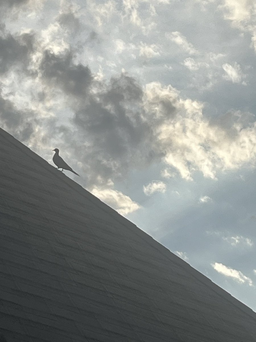 fuck ass bird aura farming 🥀