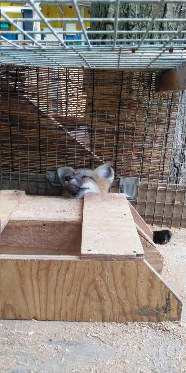 とっても心地よさそうに眠っています…