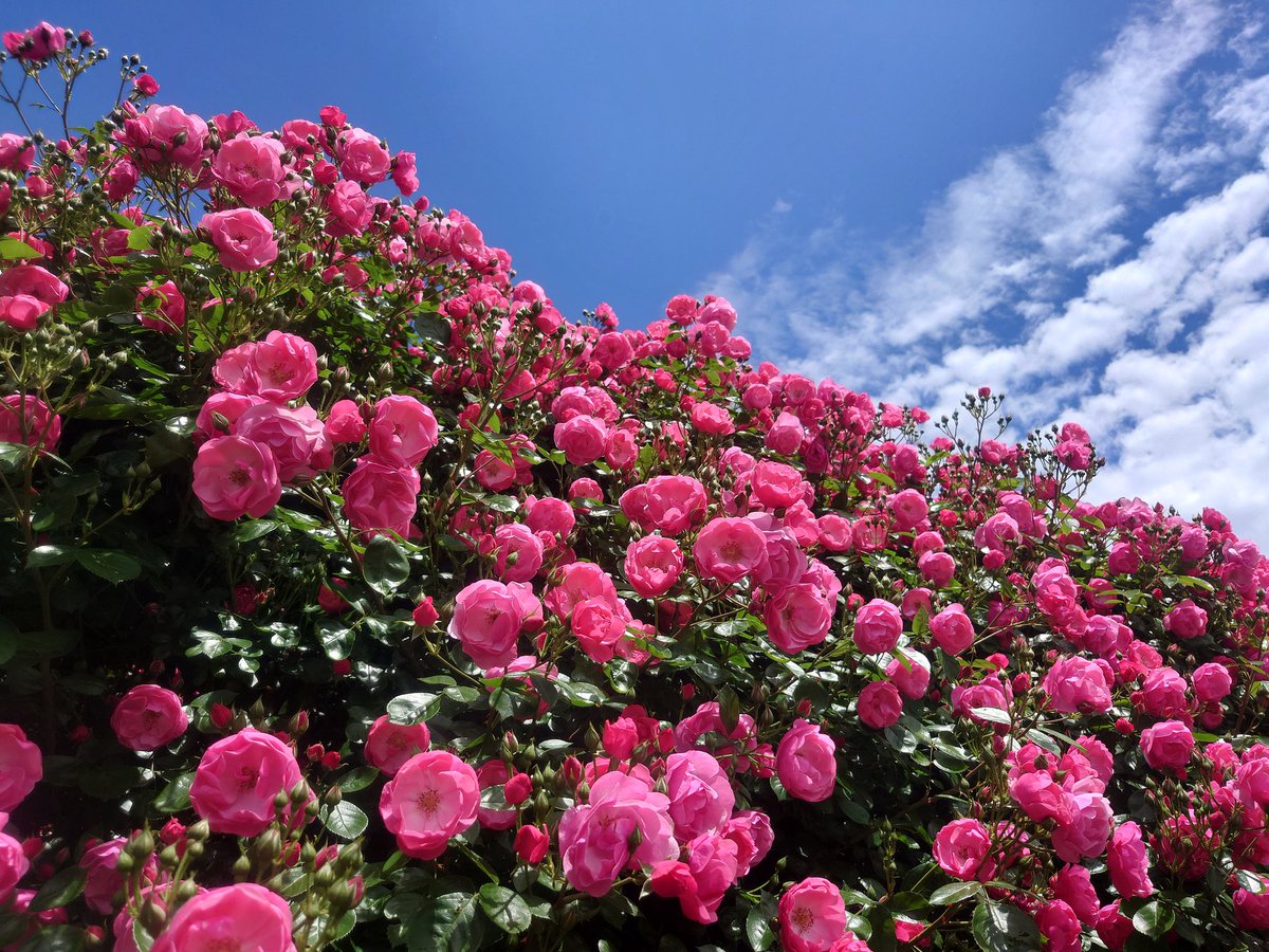 薔薇ドーム
#高遠
＃しんわの丘