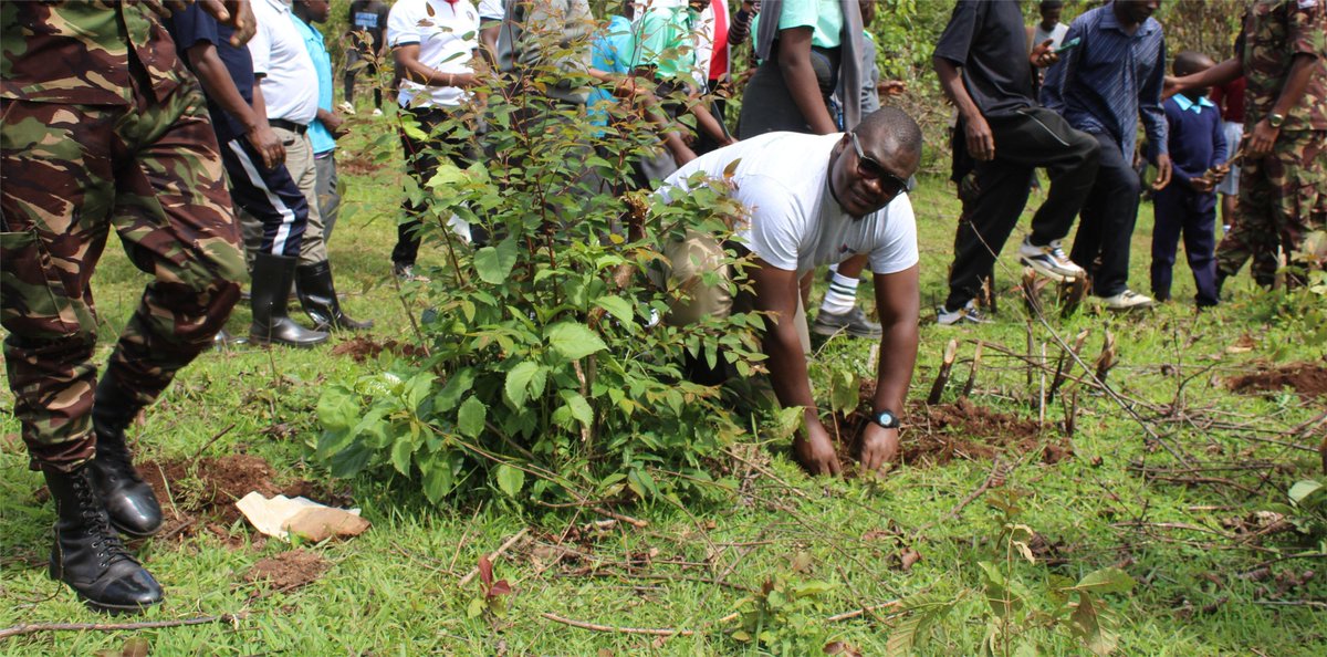 BRS_Kenya's tweet photo. The 5000 donated indigenous seedlings will aid restoration of the ecological integrity and functioning of ecosystems and strengthen communities’ resilience to climate change. https://t.co/HJOqDuIwe5