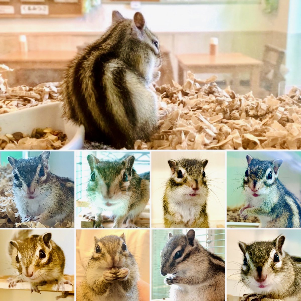 chipmunk_earth's tweet photo. サニーと８匹の子供たち。

#5children
#くるみつご
#シマリスカフェ https://t.co/8FZls6TSXi