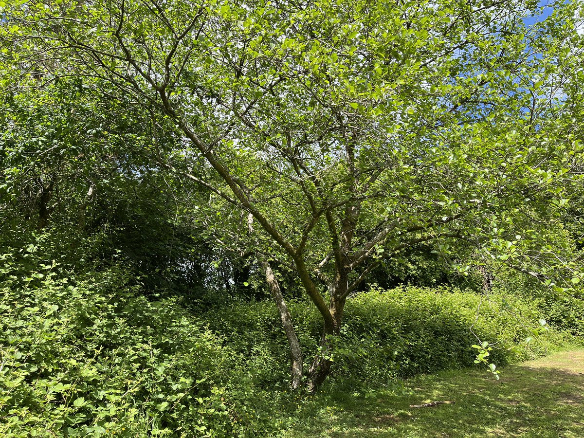 Common alder at a service station. Surprising how many trees are planted at the various service stations