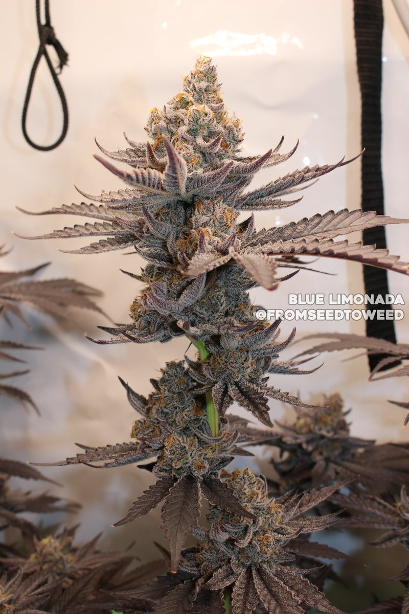 Blue Limonada 🔥
Grown/Photo by fromseedtoweed (Discord)
Bred by #SquareOneGenetics
square1genetics.com/approved-vendo…
#cannabis #cannabiscultivation #nugshot