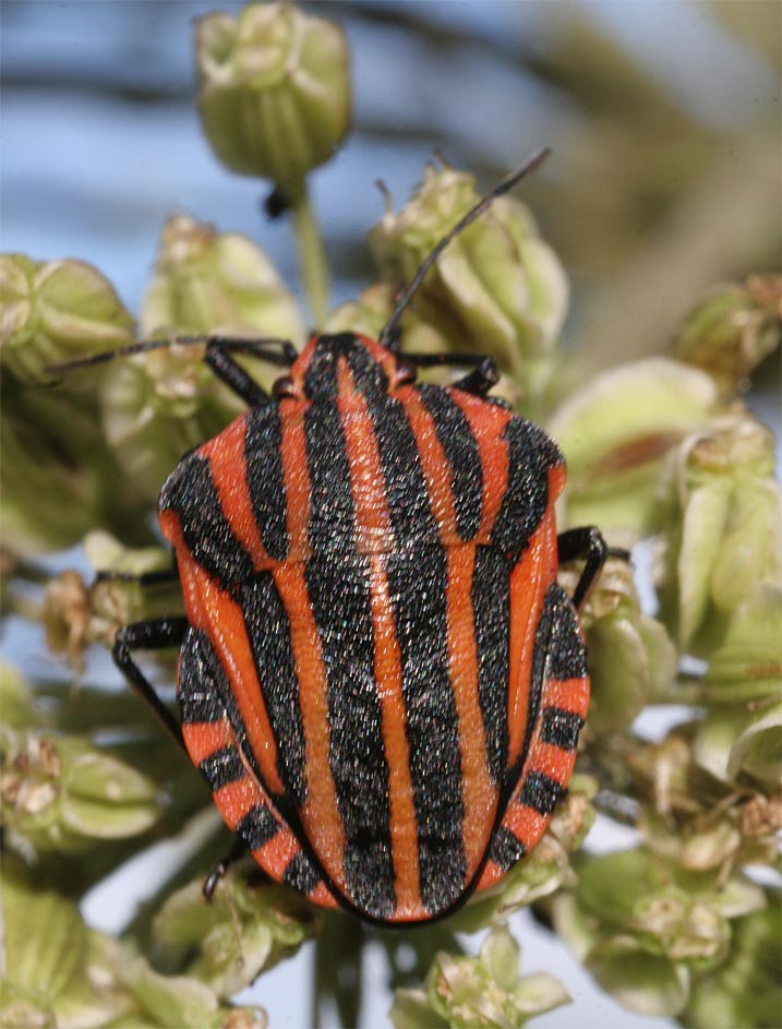 E_van_den_Ham's tweet image. Op #dag7 zetten we #rood in het zonnetje.
 #junieke_fotografie door @bkfotobetsy