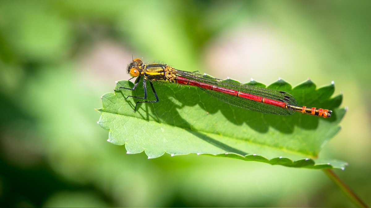E_van_den_Ham's tweet image. Op #dag7 zetten we #rood in het zonnetje.
 #junieke_fotografie door @bkfotobetsy