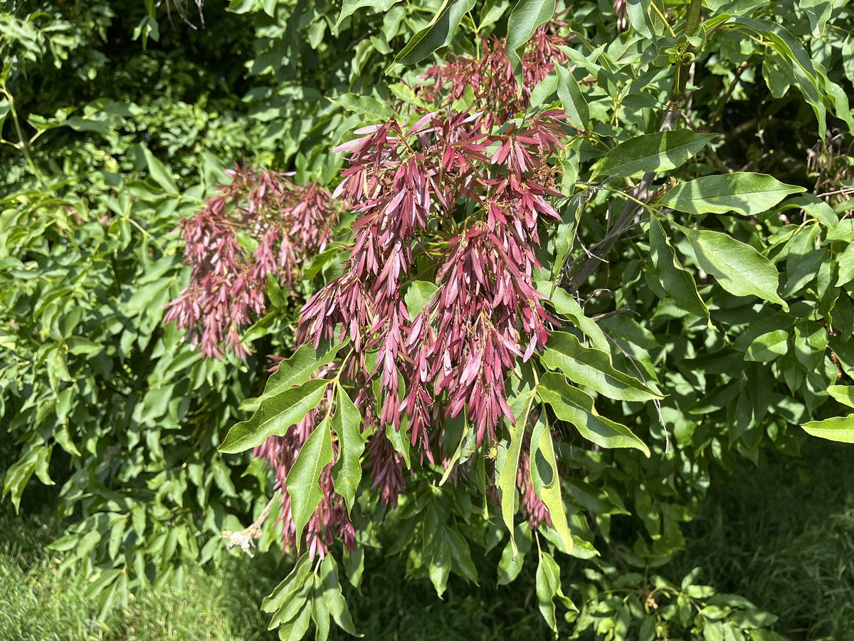 Manna ash samaras