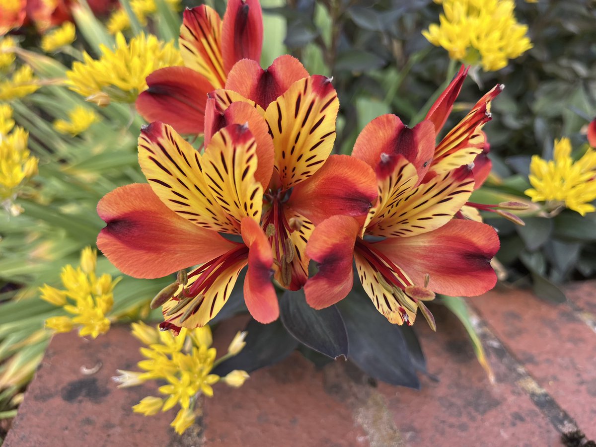 Yellow Alstroemeria