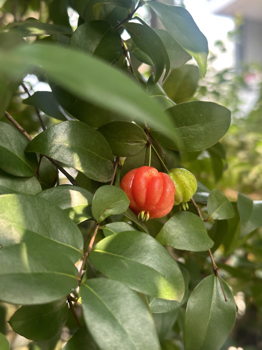 Ada yg tau ini buah apa?