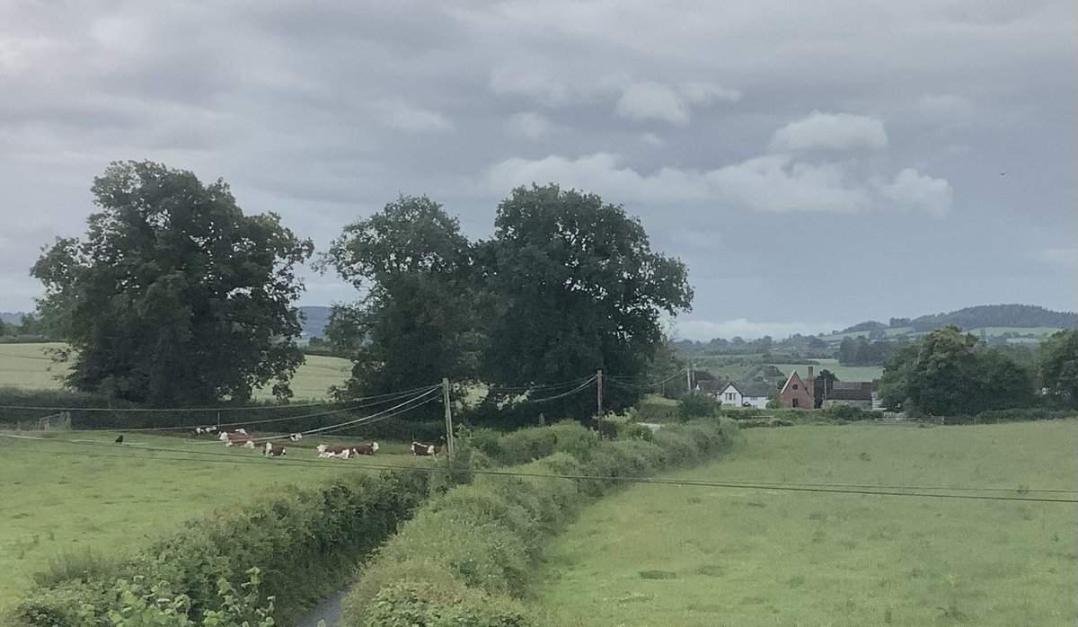 Good morning from the #WelshMarches. Rain and storms on the cards. The Herefords taking an early morning break under the oaks.