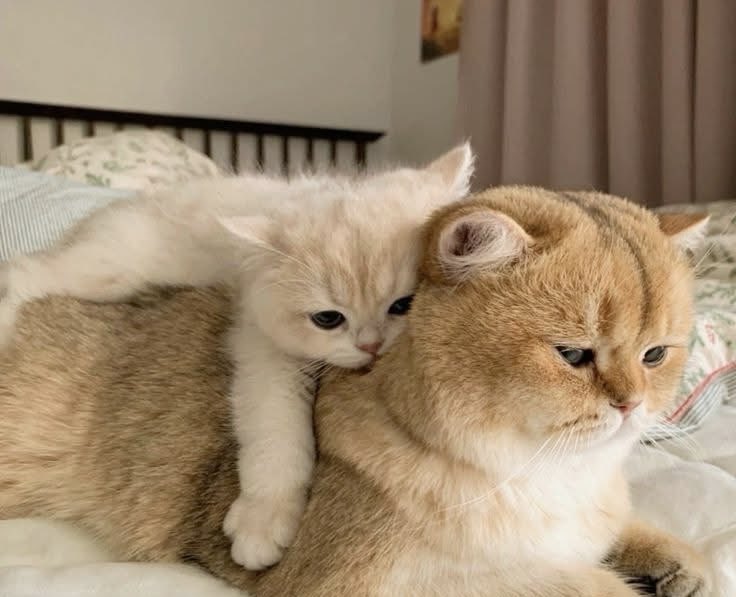 Good morning friends. Light showers &amp; breezy this Saturday morning. It’s #Caturday ! Finally the weekend. Enjoy yourselves &amp; have fun with your friends. All be well. 
Praying for peace. Praying for the vulnerable.
Mama Annie &amp; baby Freddie send their love.
#CatsOfTwitter