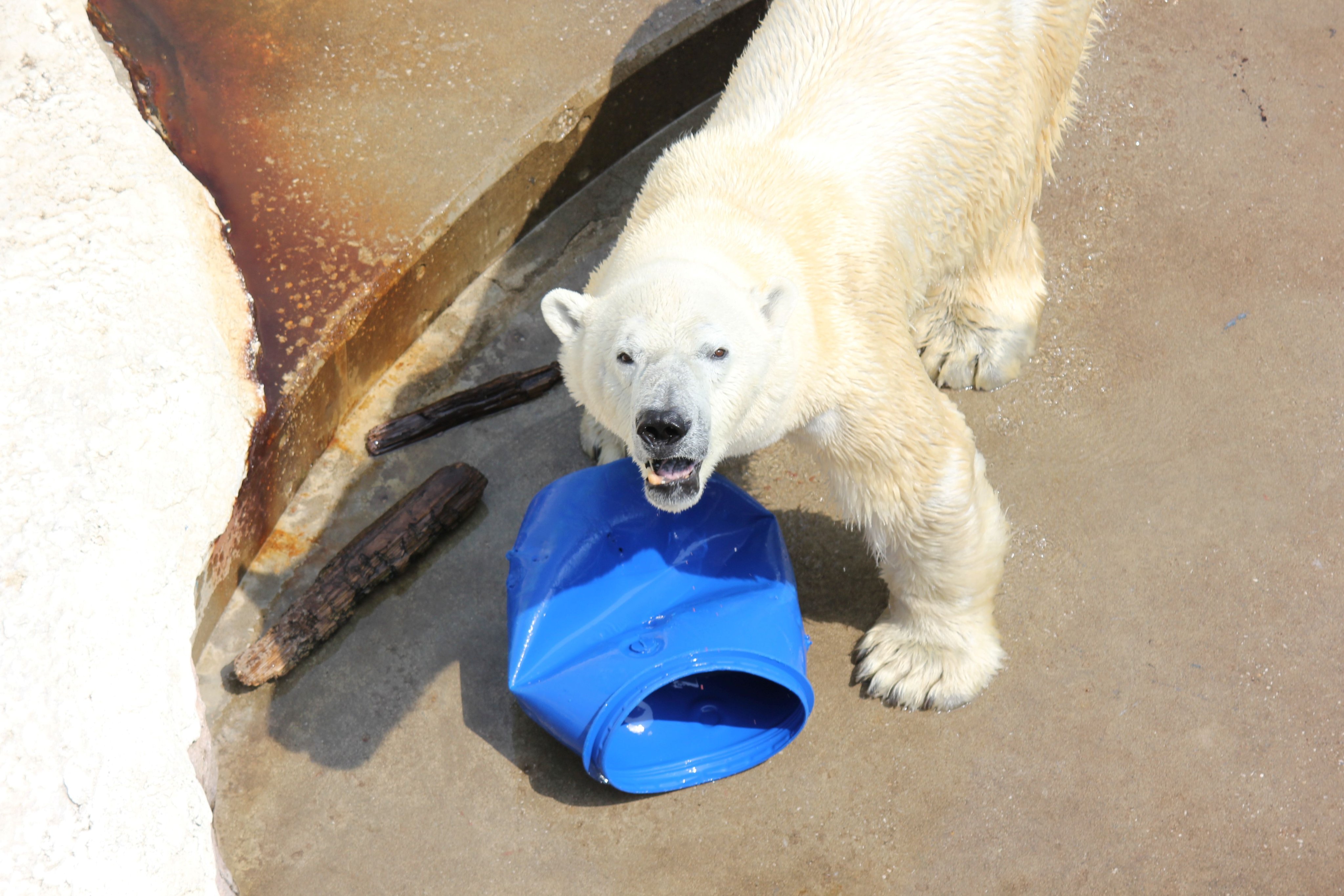 メ*6様 しろくま　写真集　ガオ　GAO　ミルク　男鹿水族館　本　BOOK　ホッ hq720.jpg?sqp=-