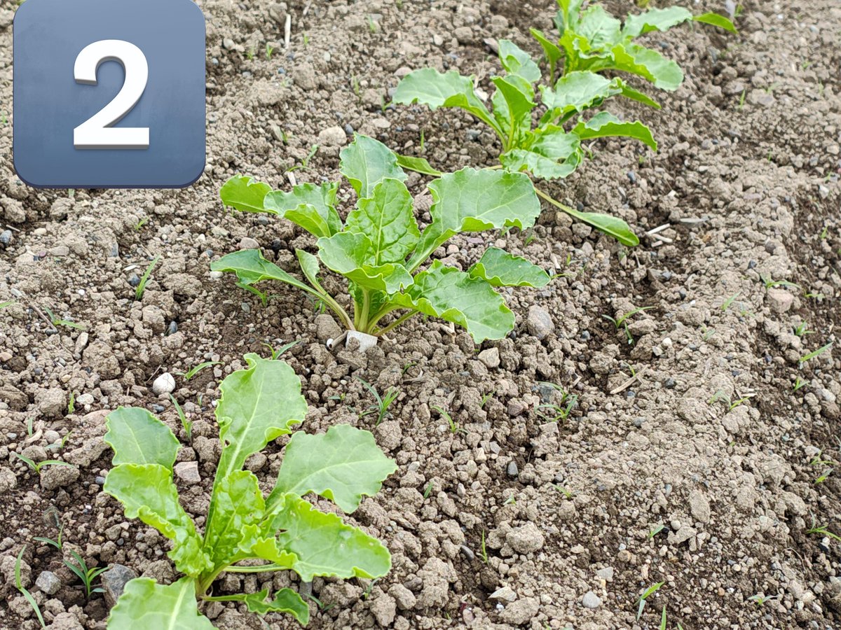 完全に差が付いちゃった😥
①5月14 日播種の直播ビート
②5月18日移植の移植ビート
ここからの逆転は無いだろう😰
僕の畑でも直播ビート出来そうな実感はあった

あとは播種時期をいかに速く出来るか
いつまでも人手は居ない😥
直播なら最悪1人でも作業出来る
ここで試しておけて良かった(*^_^*)