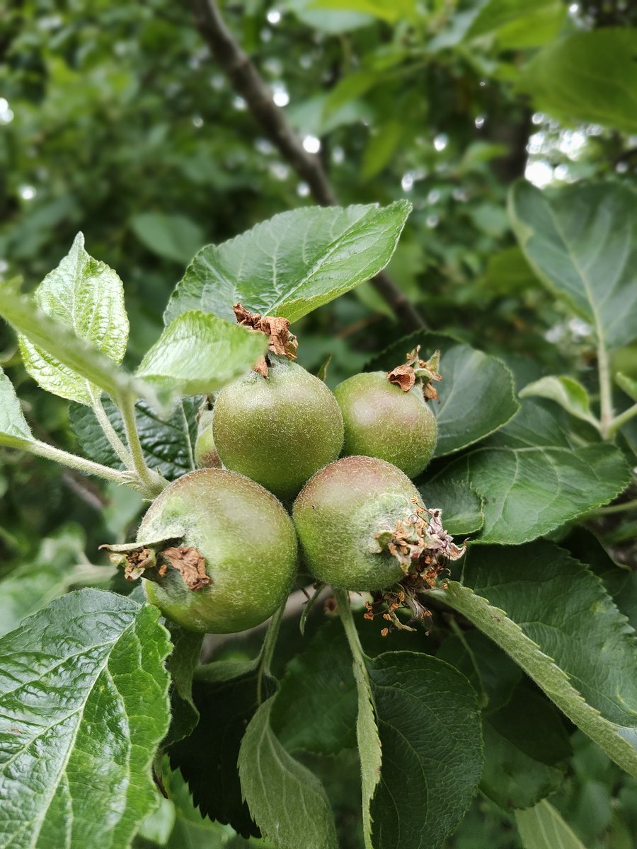 Jesmond Dene parkrun tweet media