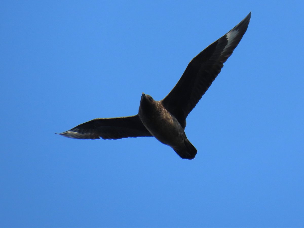 You get pretty decent views on the Treshnish Isles boat trip with <a href="/naturetrektours/">Naturetrek</a>.
