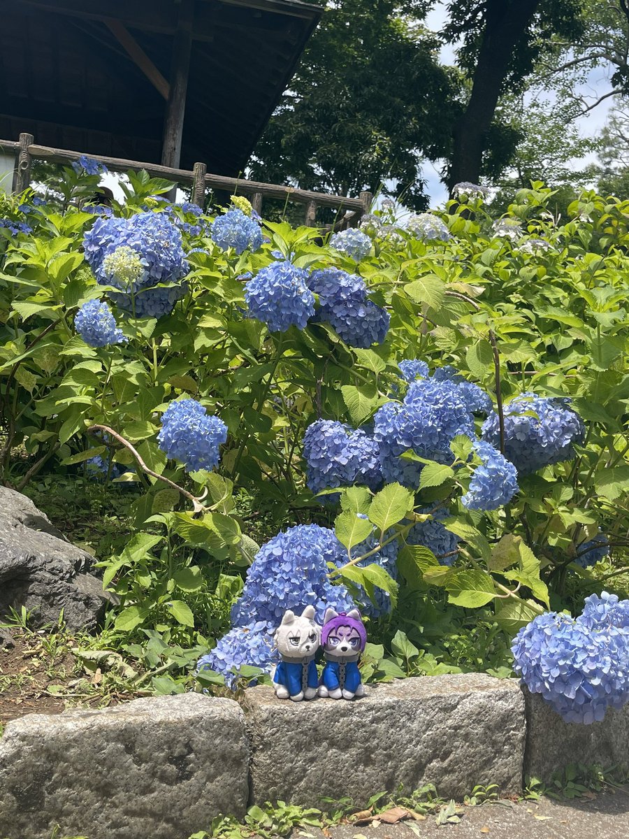 Blnag_peapond's tweet image. 犬、アジサイですよ