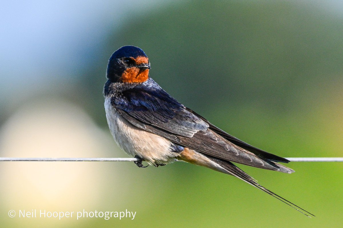 Got to love a swallow <a href="/Natures_Voice/">RSPB</a> <a href="/GwentWildlife/">Gwent Wildlife Trust</a>