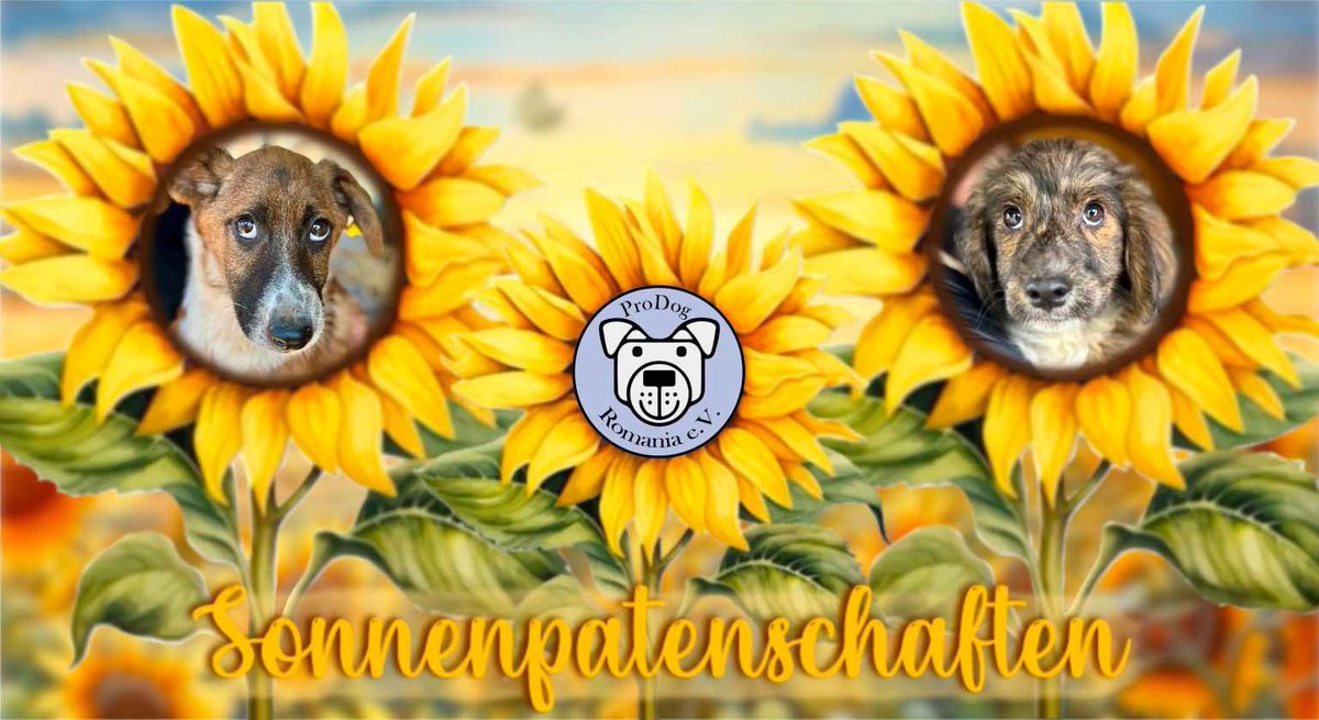 Werde Sonnenpate für unsere Shelterwelpen &lt;3

Jeder Sonnenpatenschaftsanteil beträgt 20€. Ihr könnt auch je Welpen mehr als einen Sonnenpatenschaftsanteil übernehmen.

Ihr erhaltet innerhalb von ca. 14 Tagen eure Sonnenpatenschaftsurkunde per Mail 

spenden.twingle.de/prodogromania-…