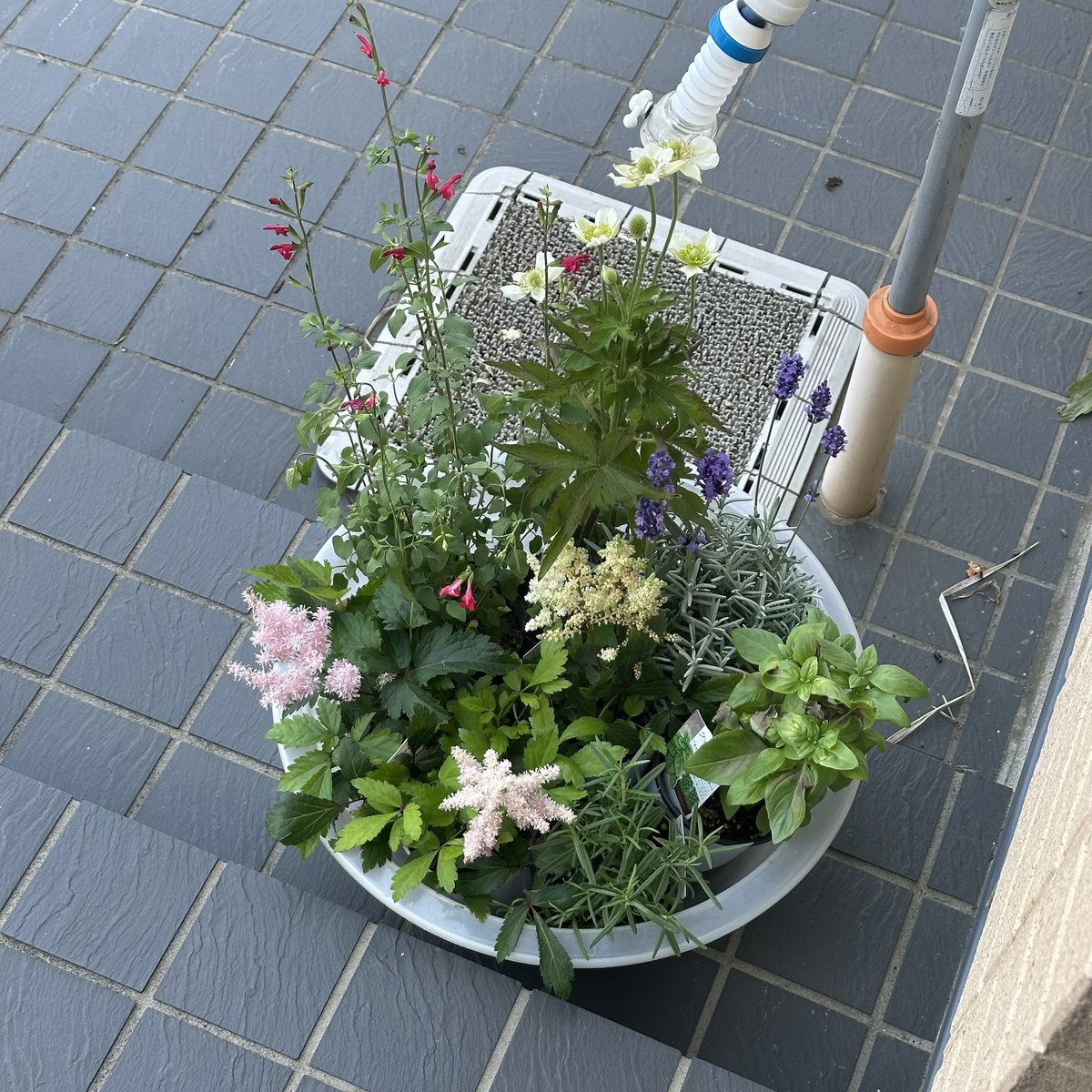 明日、明日、地植えするからもう少し待っててと語りかける。
