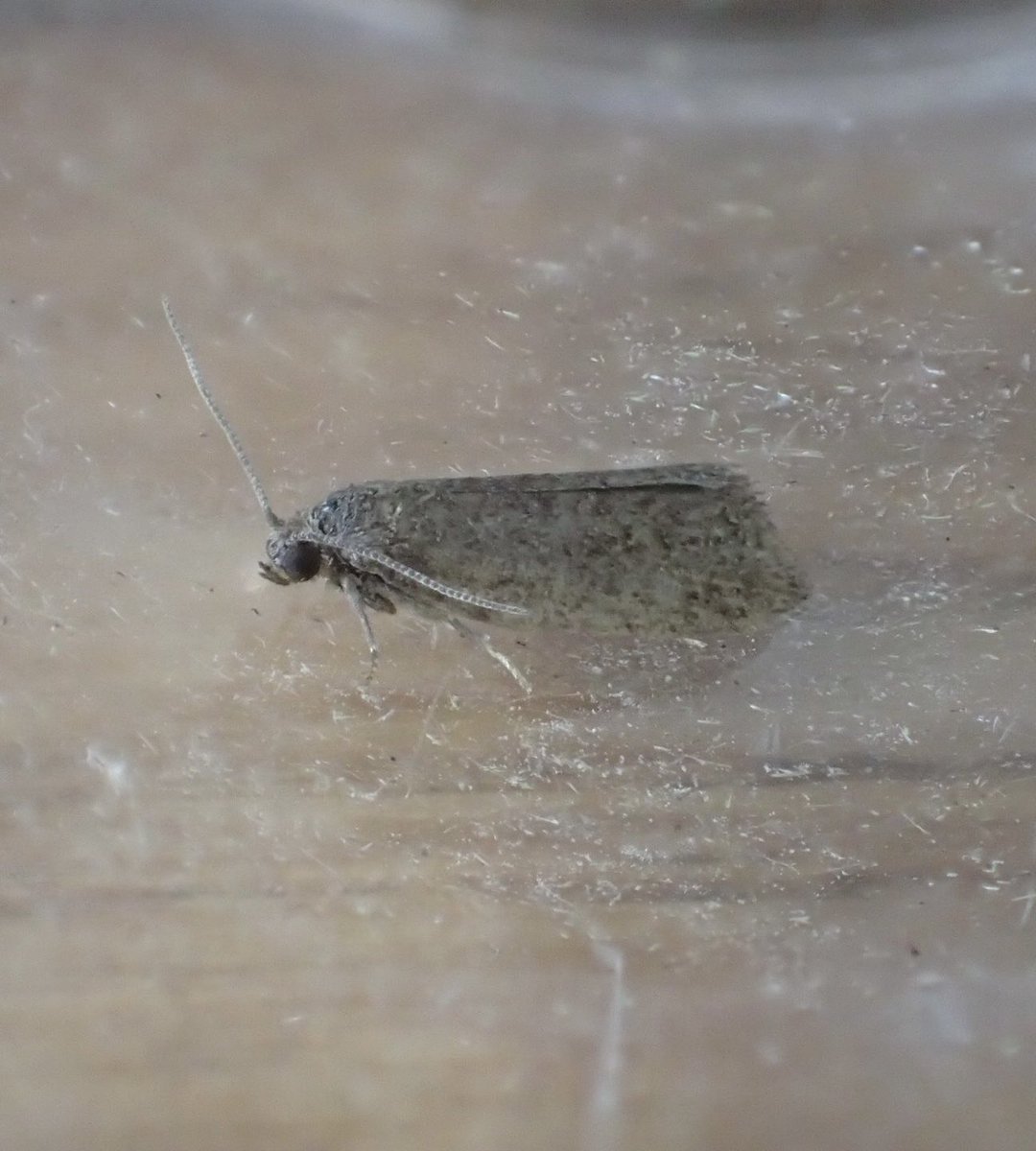KentMoths (@mothsinkent) on Twitter photo Neosphaleroptera nubilana - saw small clouds of these flying above Hawthorn yesterday. In the Mid Stay car park at Stansted Airport. One was potted to confirm ID. <a href="/EssexMoths/">Essex County Moths</a> Neosphaleroptera nubilana - saw small clouds of these flying above Hawthorn yesterday. In the Mid Stay car park at Stansted Airport. One was potted to confirm ID. <a href="/EssexMoths/">Essex County Moths</a>