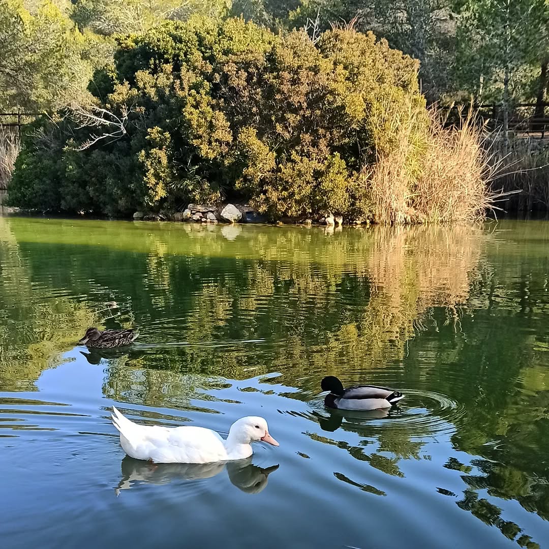 Costa Daurada (@costadauradatur) on Twitter photo 🌳 Pensant en un espai on passar un dia en família a la natura? L’àrea de lleure Fondo del Mata és un espai natural on fer-hi agradables passejades de primavera al Vendrell.
📷 santisancho, judithmanep, sevuelar, ppuigbo_
<a href="/Turismevendrell/">Turisme El Vendrell</a> #CostaDaurada 🌳 Pensant en un espai on passar un dia en família a la natura? L’àrea de lleure Fondo del Mata és un espai natural on fer-hi agradables passejades de primavera al Vendrell.
📷 santisancho, judithmanep, sevuelar, ppuigbo_
<a href="/Turismevendrell/">Turisme El Vendrell</a> #CostaDaurada