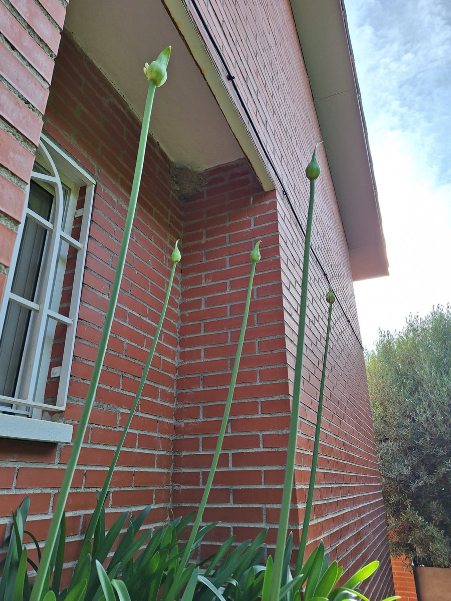CuentoAntracita's tweet photo. La Primavera progresa adecuadamente
#Agapantos https://t.co/Ebgc012cWR