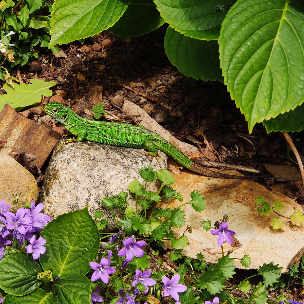 Vous méritez une photo de lézard du jardin.....bon Weekend !