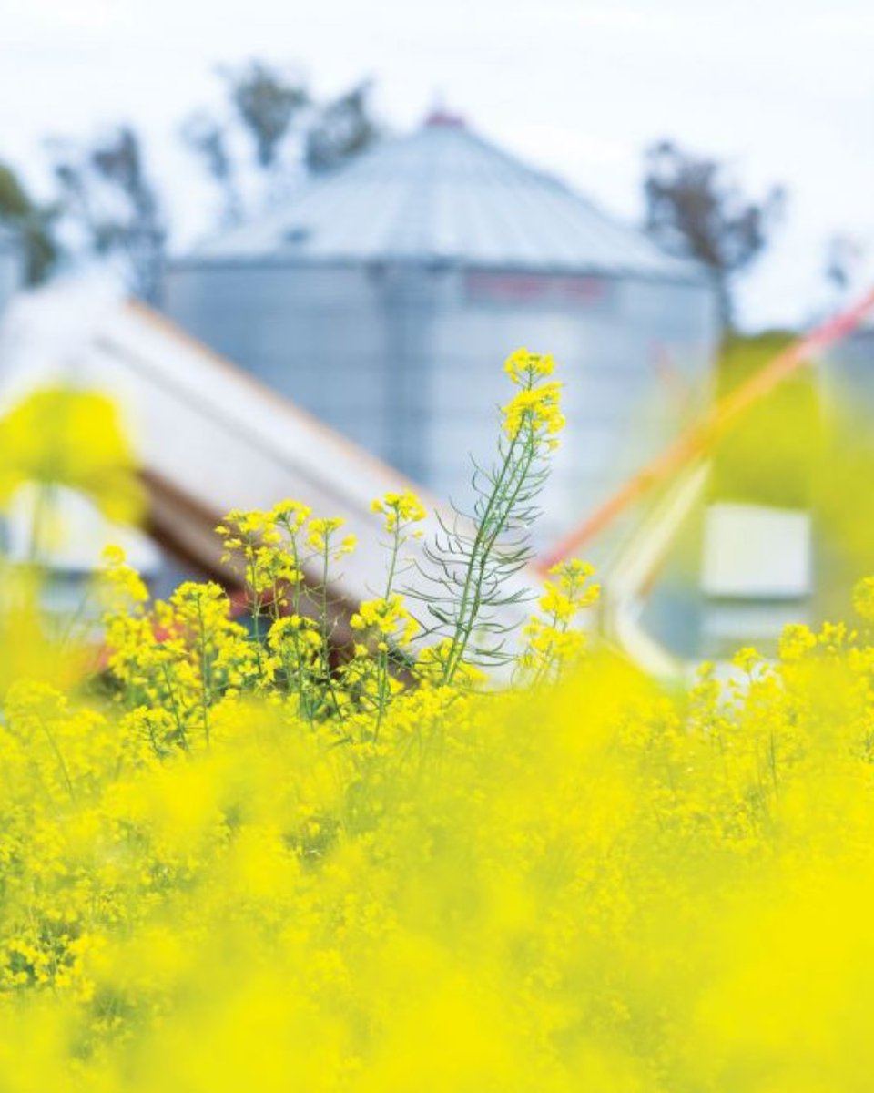A new #CropFlowering Calculator helps growers + agronomists pick #sowing dates + cultivars to hit the ideal window 🌸

Built from 4 GRDC investments in flowering physiology.

<a href="/CSIRO/">CSIRO</a> prototype 👉 bit.ly/4kcQiHv
📖 Full story 👉 bit.ly/43ErLUQ