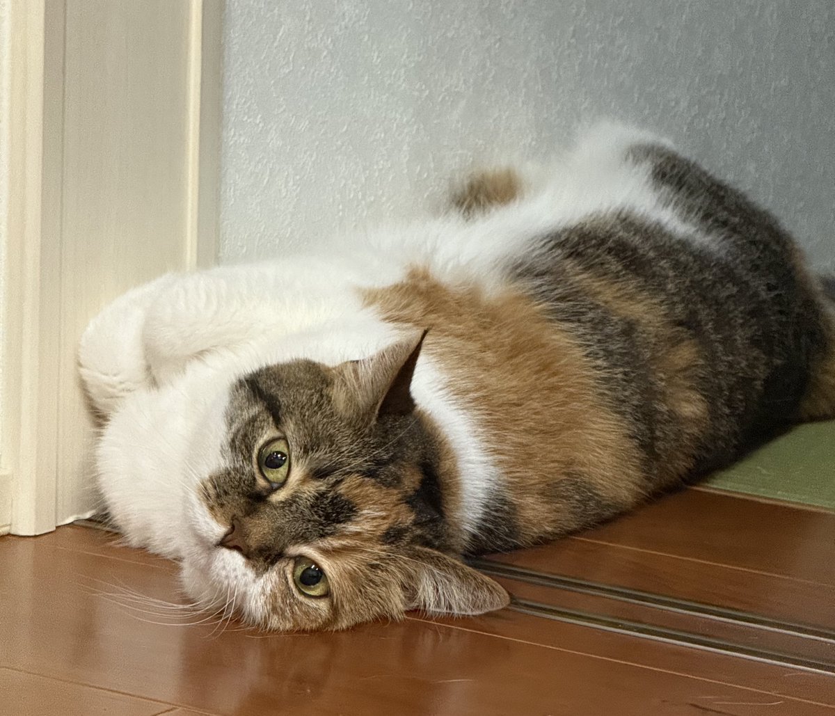 むぎめ (@mugimedayoo) / Posts / X