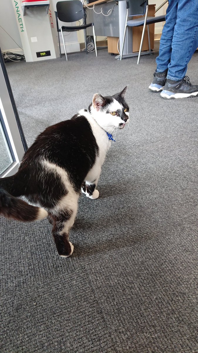 Aberystwyth Library cat who has her own library card:
