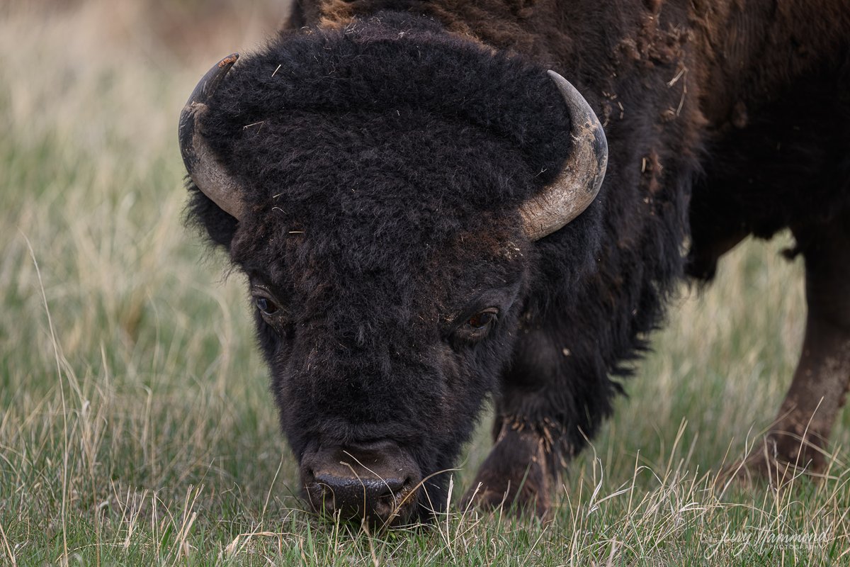 These animals have very large heads.  It's hard to understand why some people think they can get close to them and not risk being injured.