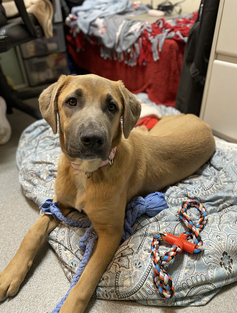 HomewardPetsNJ's tweet image. Can you help us cover the cost of Daphne’s orthopedic surgery?
form-renderer-app.donorperfect.io/give/homeward-…