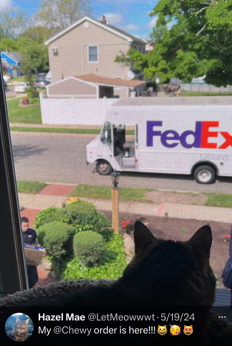 LetMeowwwt's tweet photo. @stinky_boots @codakitten dis my personal FedEx driver right dere on the left 😻 wif my Chewy delivery. I do say hey tanks fer delivering my turkey Sheba 😋 Mama say I have gud manners wif Chewy delivery 😇 https://t.co/6nYaCdLgk6