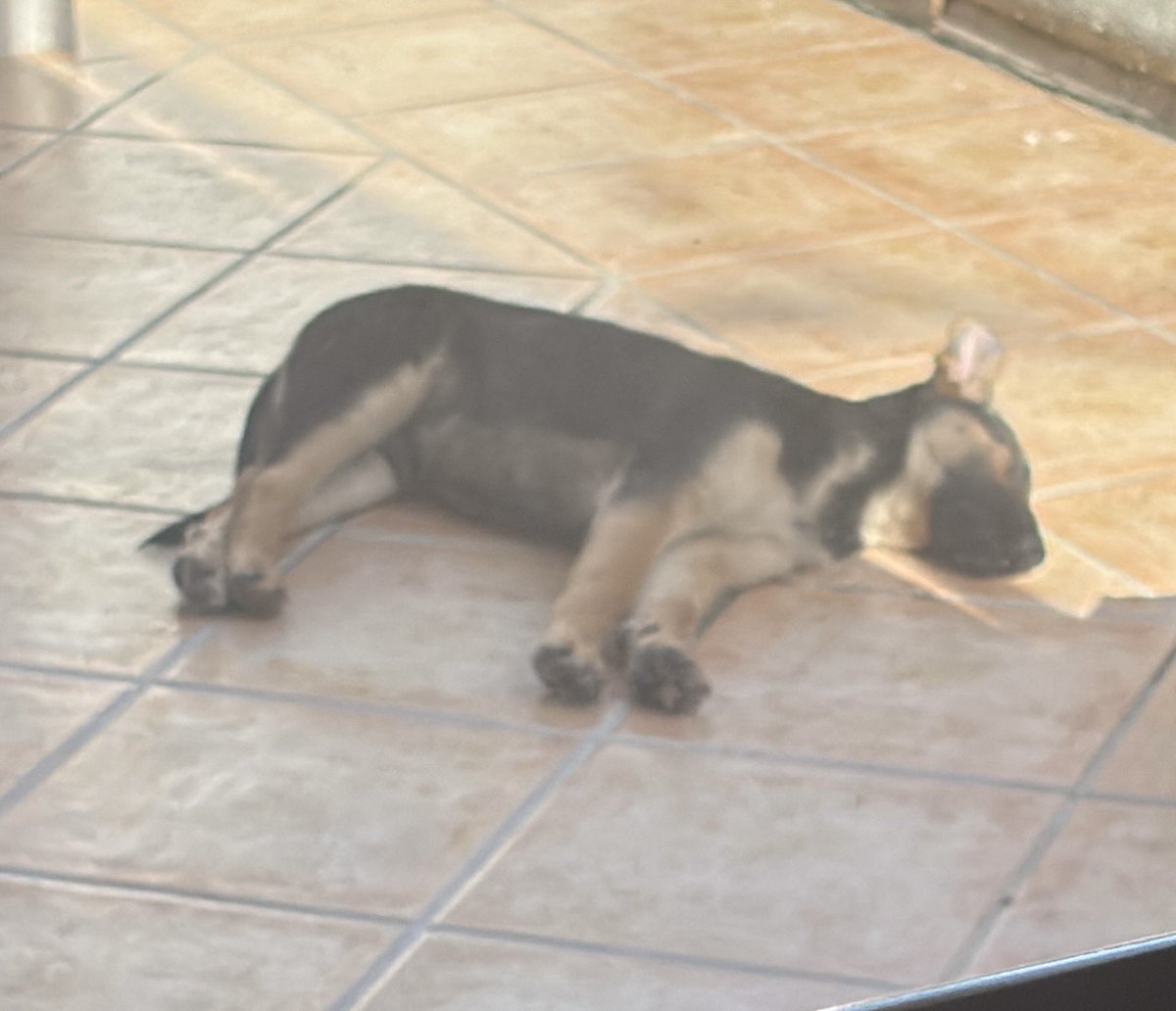 40 grados en cordoba mi perro ha muerto