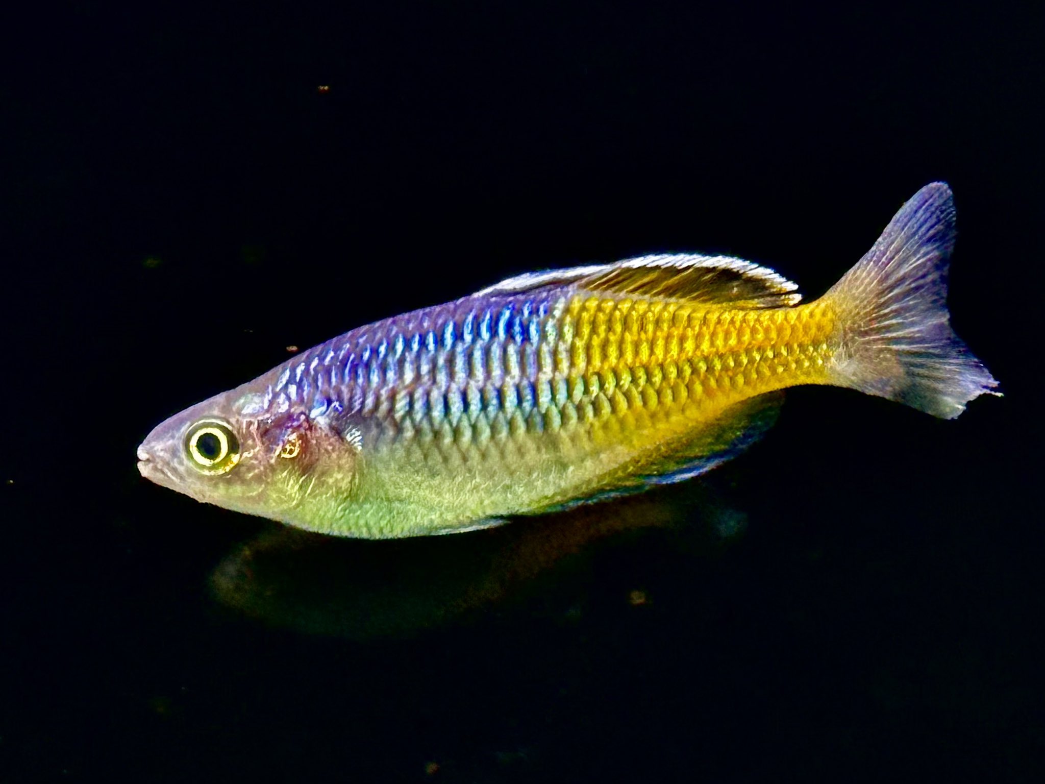 カラフルな熱帯魚　心がなごみます mqdefault.jpg