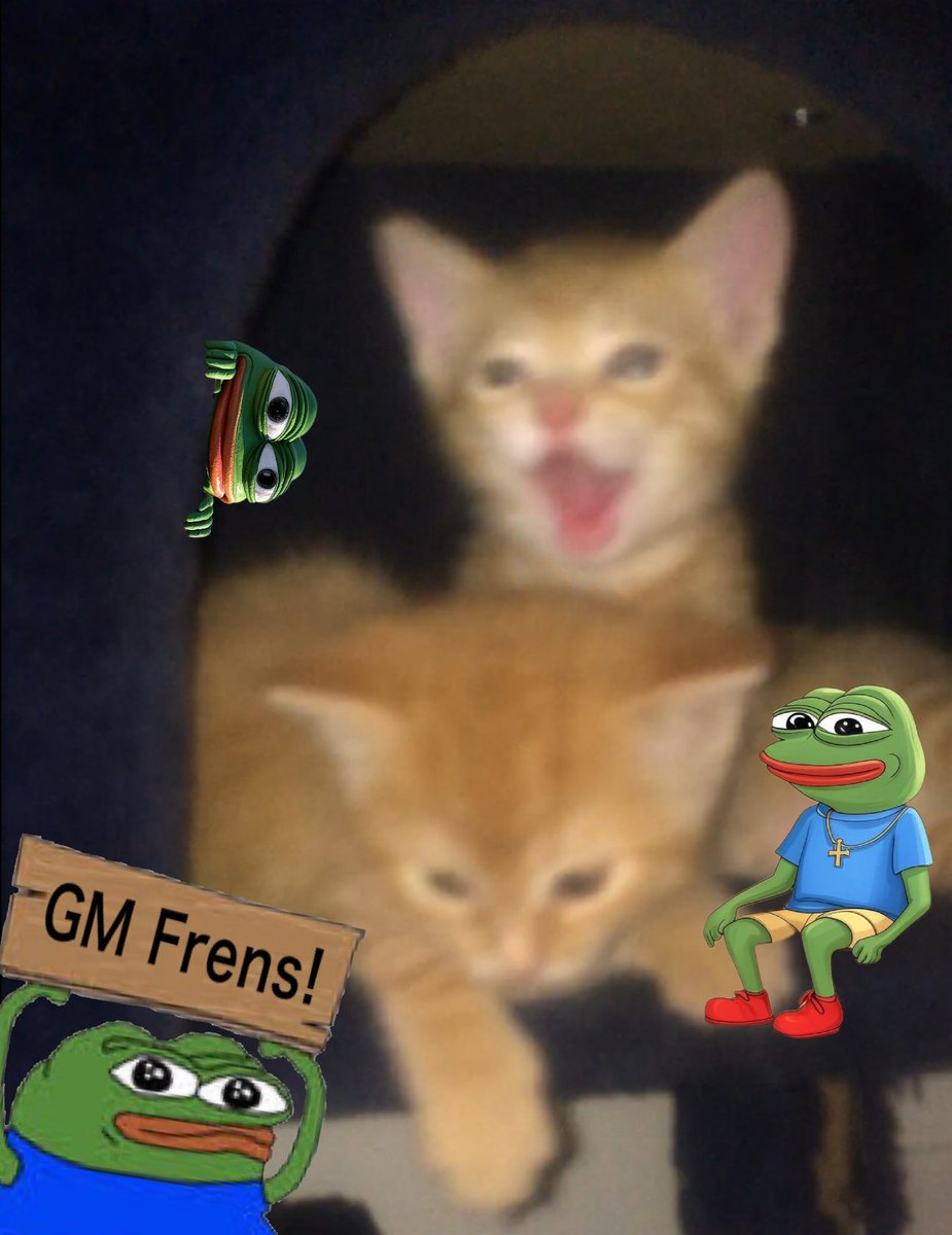 Gm! 
It’s #caturday 🐈 😻
The kittens are 38 days old!