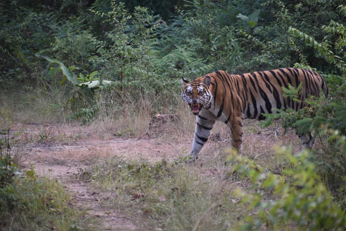 Sanjay_TigerR's tweet image. Glimpse of Tiger in #sanjaytigerreserve 
.
.
#tiger #bigcat #tigerglimpse #savethetiger
