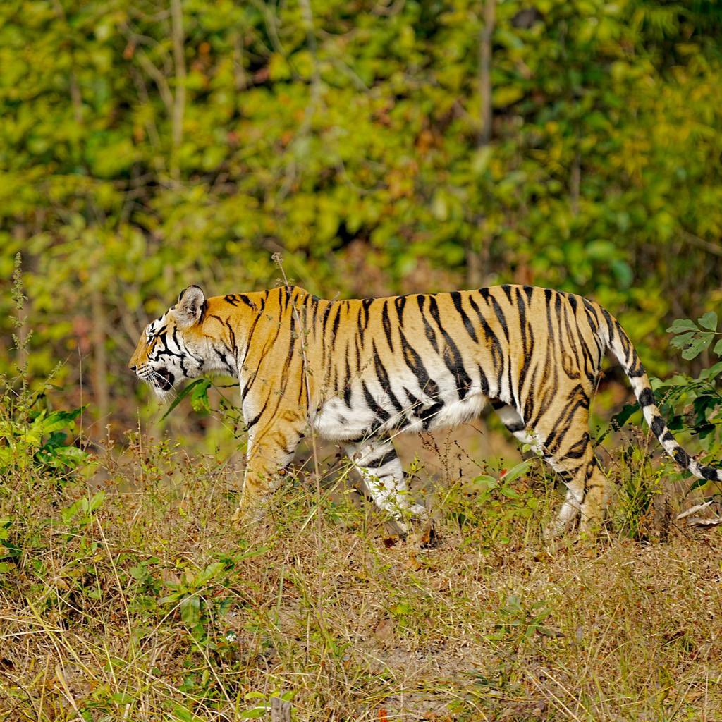 Sanjay_TigerR's tweet image. Glimpse of Tiger in #sanjaytigerreserve 
.
.
#tiger #bigcat #tigerglimpse #savethetiger