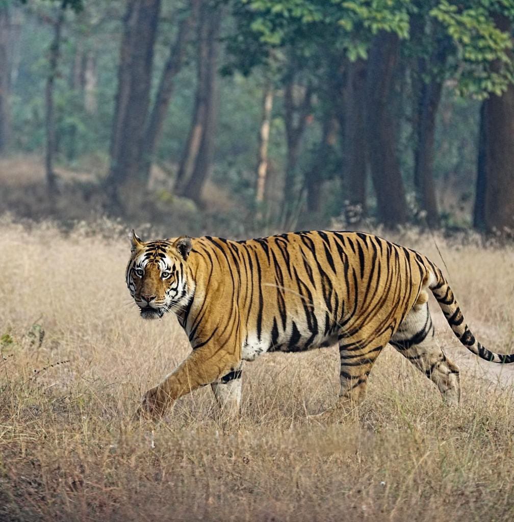 Sanjay_TigerR's tweet image. Glimpse of Tiger in #sanjaytigerreserve 
.
.
#tiger #bigcat #tigerglimpse #savethetiger