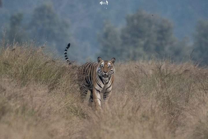 Sanjay_TigerR's tweet image. Glimpse of Tiger in #sanjaytigerreserve 
.
.
#tiger #bigcat #tigerglimpse #savethetiger