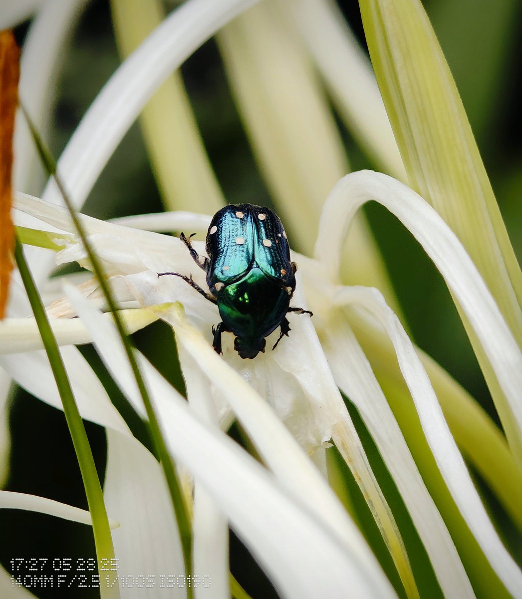 The Camera &amp; the shots.
Nature’s curl — an elegant unfurling caught in delicate detail #WithNothing Phone 3A Pro.
#ShotOnSnapdragon
<a href="/nothingindia/">Nothing India</a> <a href="/getpeid/">Carl Pei</a> 
<a href="/Technerd_9/">Technerd</a> <a href="/AkisEvangelidis/">Akis Evangelidis</a> 
<a href="/Snapdragon_IN/">Snapdragon India</a>