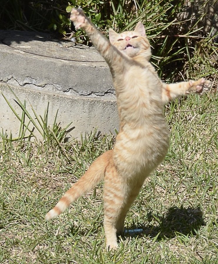 bewthscnez_'s tweet photo. he's such a little ballerina 🩰✨🌷🐈 https://t.co/LDyFfpZkgR