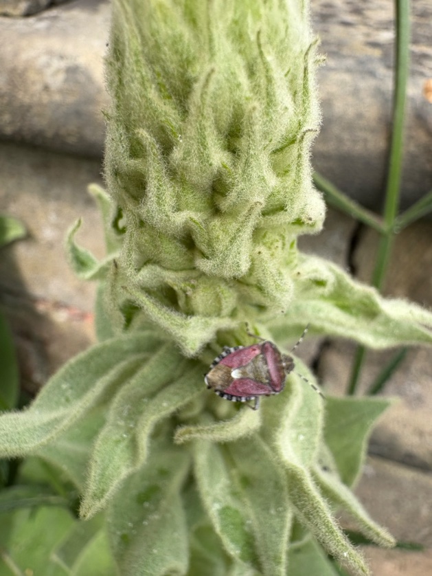 A rather natty pink shield bug on verbascum olympicum in my Yorkshire garden <a href="/Buzz_dont_tweet/">Buglife</a> <a href="/YWT_North/">Yorkshire Wildlife Trust - North Yorkshire</a>
