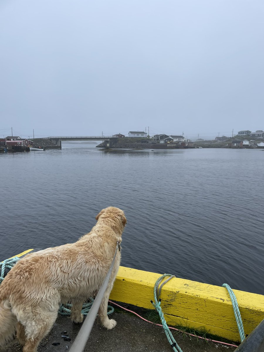 It’s a no work day of RDF in Burgeo but the wharf inspection still needs to be done and the workers still need my love. Life of Chum.