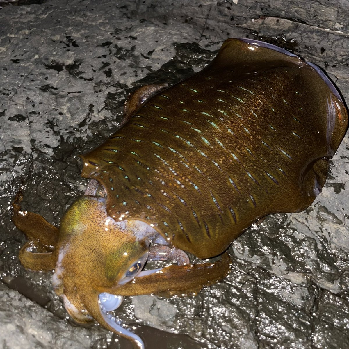 ボウズ回避ってとこかな、