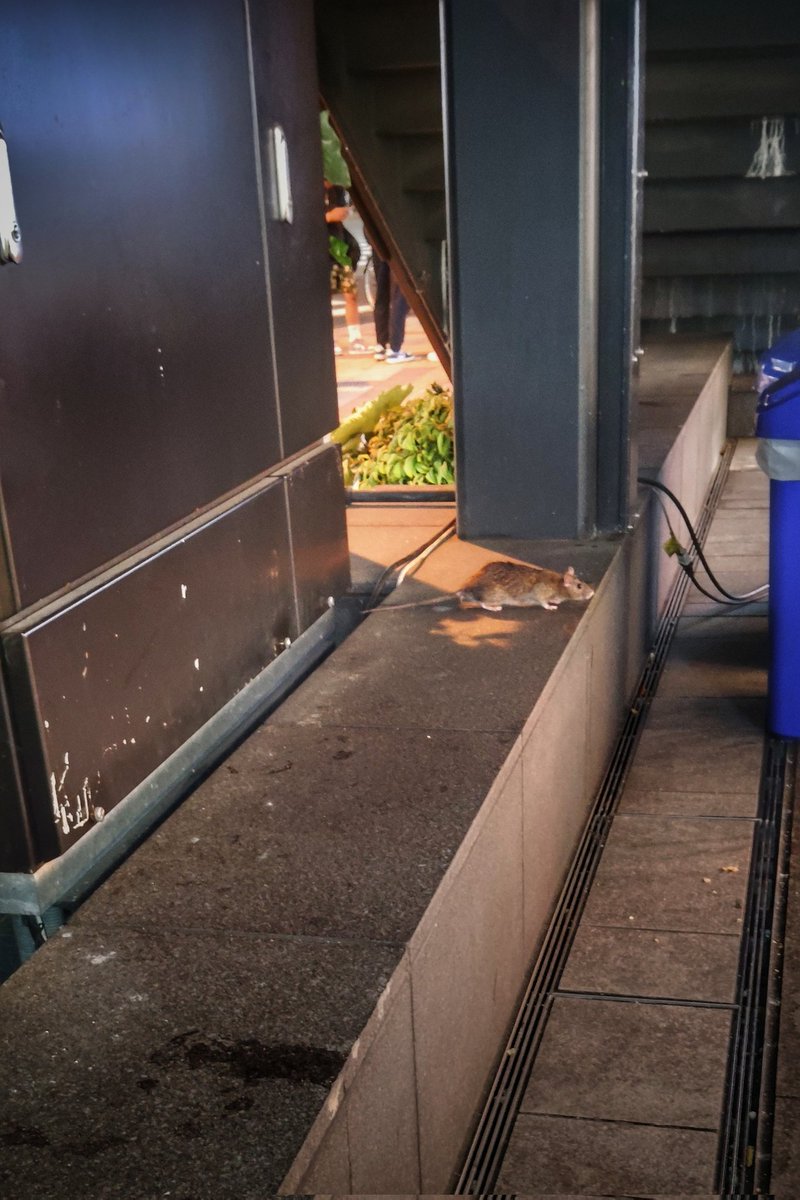 梅田の街中でキャス聴いてるのはいいんだけど横をデカいネズミがウロウロしてて怖い