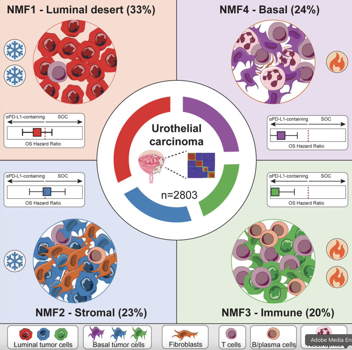 UroToday.com (@urotoday) on Twitter photo Molecular subtypes in #UrothelialCarcinoma as predictors of response to immunotherapy. #ExpertCommentary <a href="/FaltasLab/">Dr. Bishoy M. Faltas</a> <a href="/WCMEnglanderIPM/">WCM Englander Institute for Precision Medicine</a> discusses work from <a href="/HabibHamidPhD/">Habib Hamidi, PhD, MPH</a> et al. in <a href="/Cancer_Cell/">Cancer Cell</a> which characterized the molecular determinants of response and resistance to PD-L1 Molecular subtypes in #UrothelialCarcinoma as predictors of response to immunotherapy. #ExpertCommentary <a href="/FaltasLab/">Dr. Bishoy M. Faltas</a> <a href="/WCMEnglanderIPM/">WCM Englander Institute for Precision Medicine</a> discusses work from <a href="/HabibHamidPhD/">Habib Hamidi, PhD, MPH</a> et al. in <a href="/Cancer_Cell/">Cancer Cell</a> which characterized the molecular determinants of response and resistance to PD-L1