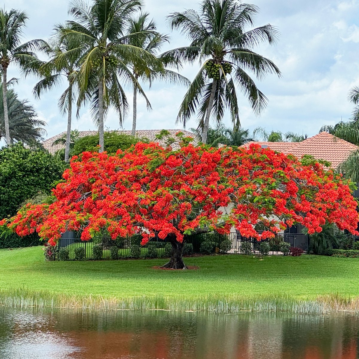 ClubatIbis's tweet image. Morning light and fresh blooms—just after sunrise at Ibis is pure serenity. 

Photo courtesy of David Boyne! 

#LifeatIbis #SunriseSaturday