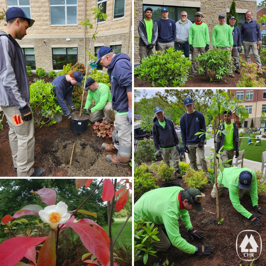 🌳To celebrate the grand opening of the Franklin Building at Hancock Village, two rare Franklinia trees - extinct in the wild since the early 1800s - were planted last month. A living tribute to resilience and American botanical history. #Franklinia #HancockVillage